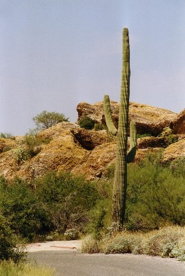 Saguaro National Park