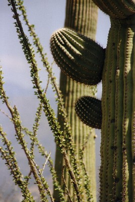 Saguaro National Park