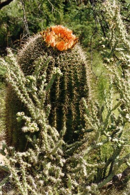 Saguaro National Park