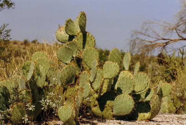 Saguaro National Park