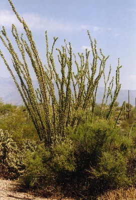 Saguaro National Park