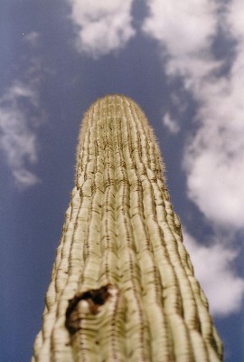 Saguaro National Park