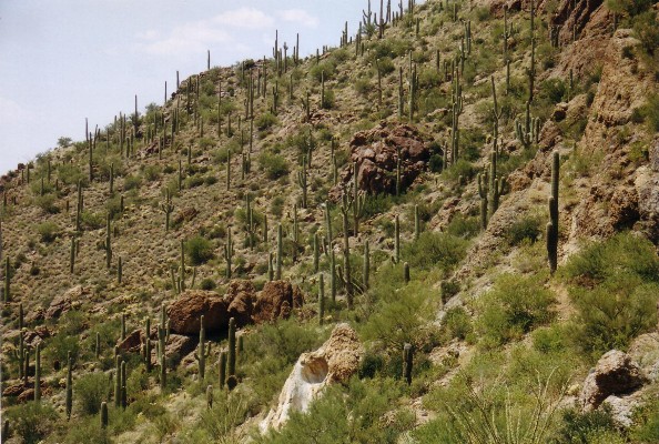 Saguaro National Park