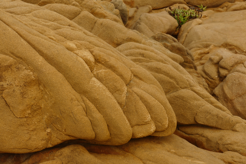 Bild von der Salt Point Coast [Salt Point State Park]