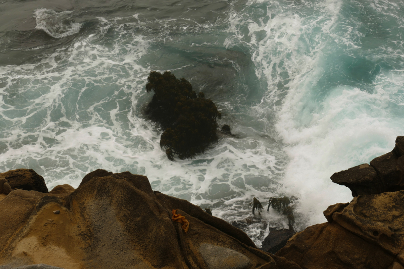 Bild von der Salt Point Coast [Salt Point State Park]