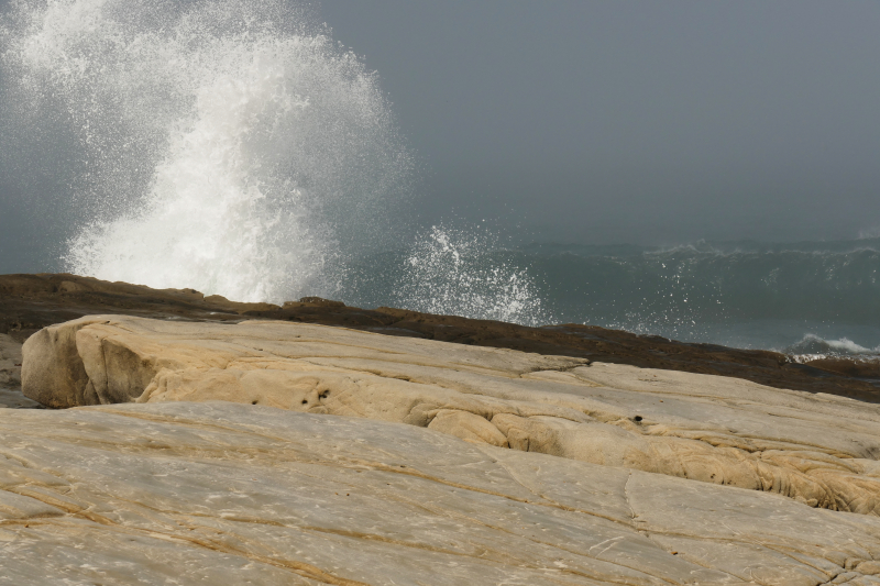 Bild von der Salt Point Coast [Salt Point State Park]