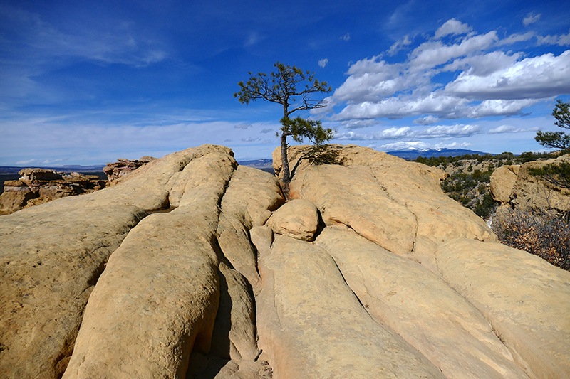 Sandstone Bluffs [El Malpais National Monument]