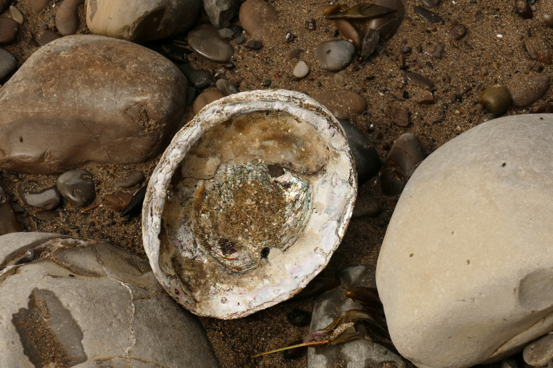 Schooner Gulch State Beach - Bowling Ball Beach