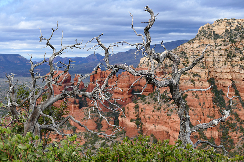 Bear Mountain Trail [Sedona]