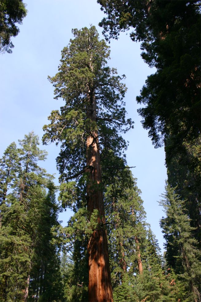 Sequoia National Park