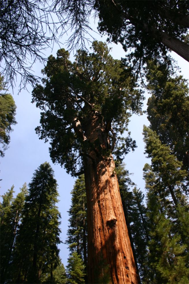 Sequoia National Park