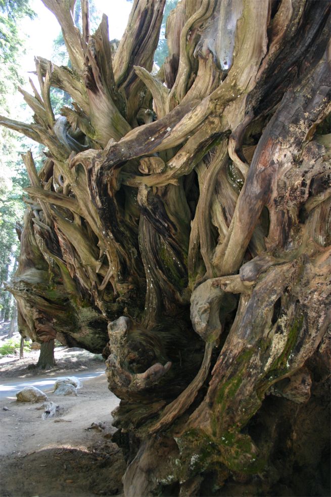 Sequoia National Park