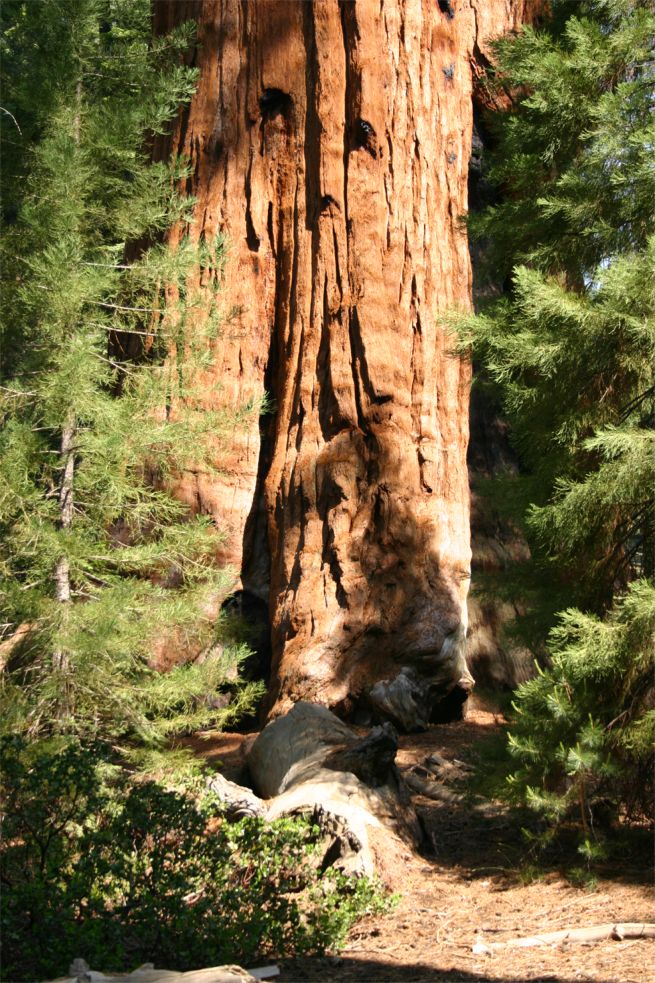 Sequoia National Park