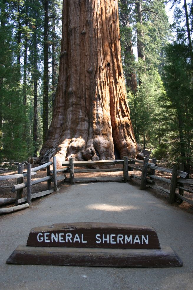 Sequoia National Park