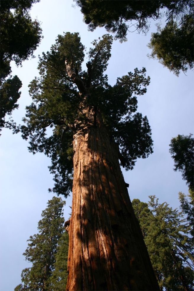 Sequoia National Park