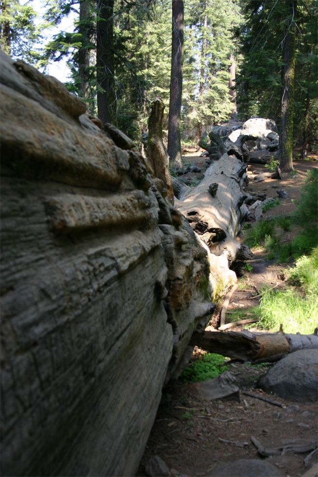 Sequoia National Park