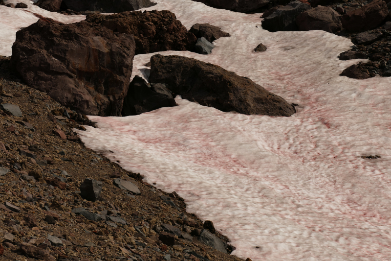 Bild Mount Shasta rotes Schneefeld [Shasta Trinity National Forest]