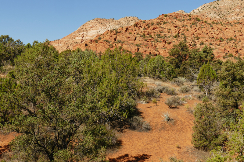 Silver Rim Trail [Red Reef - Dixie National Forest]