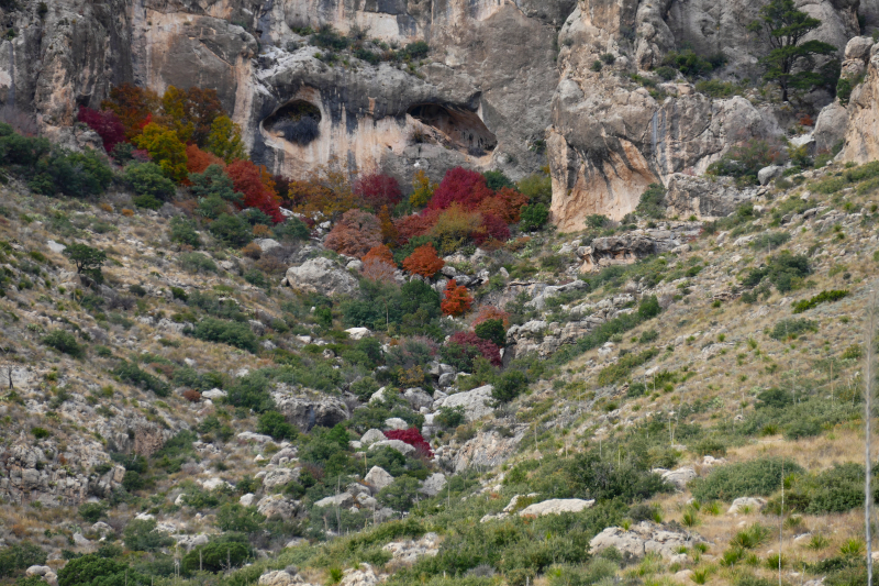 Smith Spring und Manzanita Spring - Frijole Ranch [Guadalupe Mountains National Park]