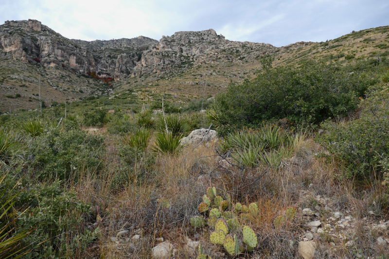 Smith Spring und Manzanita Spring - Frijole Ranch [Guadalupe Mountains National Park]