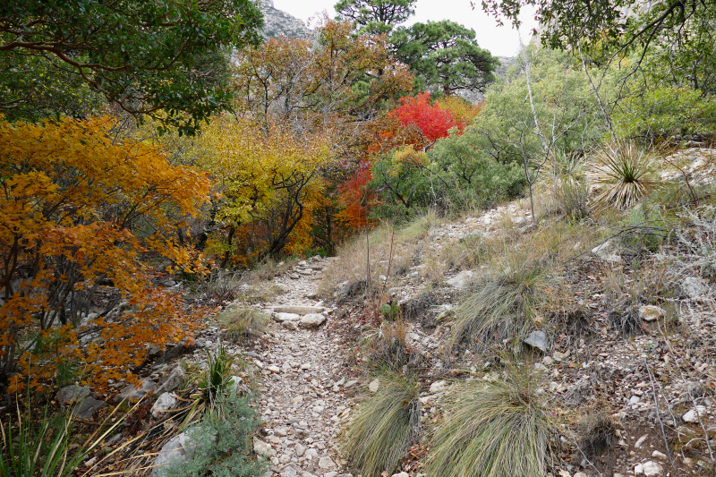 Smith Spring und Manzanita Spring - Frijole Ranch [Guadalupe Mountains National Park]