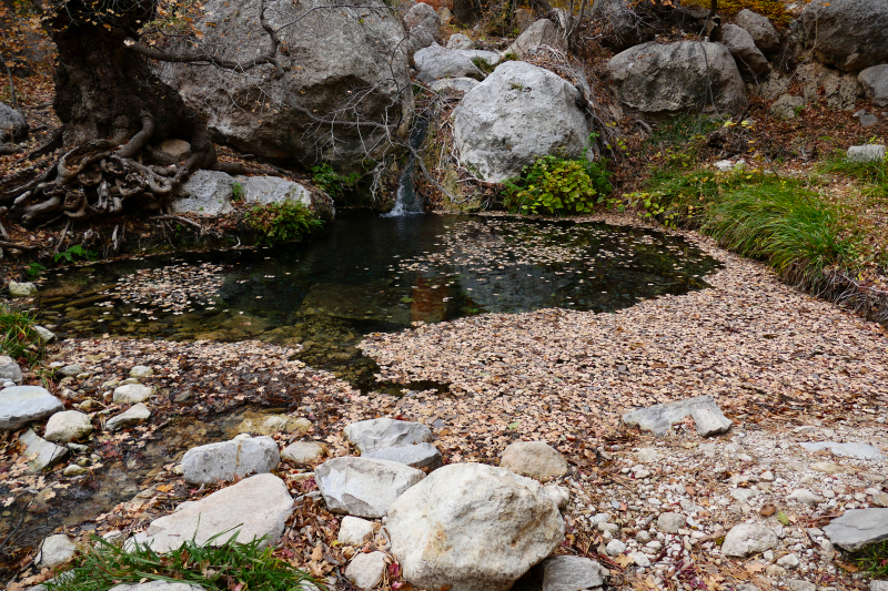 Smith Spring und Manzanita Spring - Frijole Ranch [Guadalupe Mountains National Park]