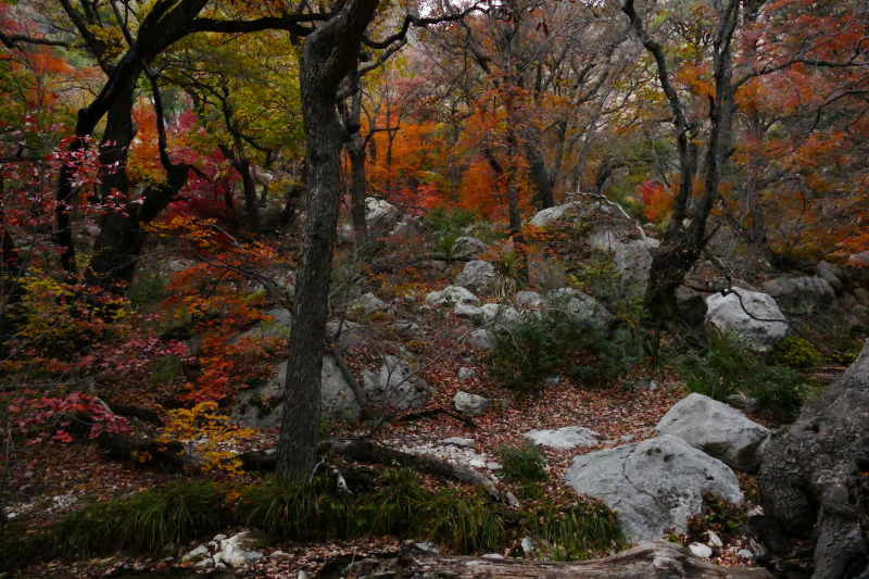 Smith Spring und Manzanita Spring - Frijole Ranch [Guadalupe Mountains National Park]