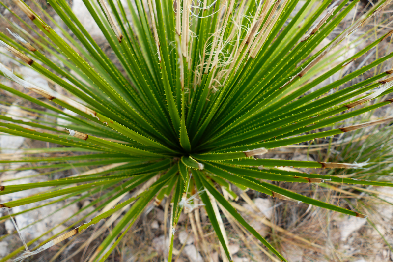 Smith Spring und Manzanita Spring - Frijole Ranch [Guadalupe Mountains National Park]