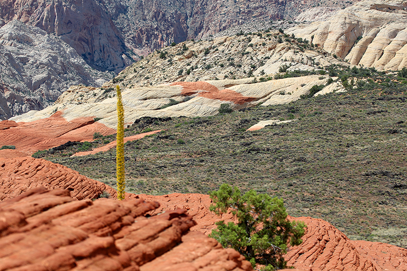 Snow Canyon