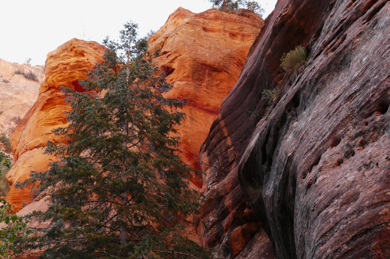 Spring Creek [Hurricane Cliffs]