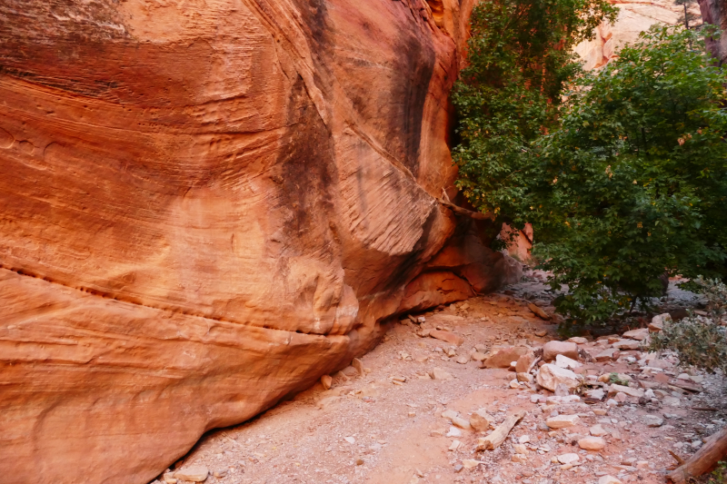 Spring Creek [Hurricane Cliffs]