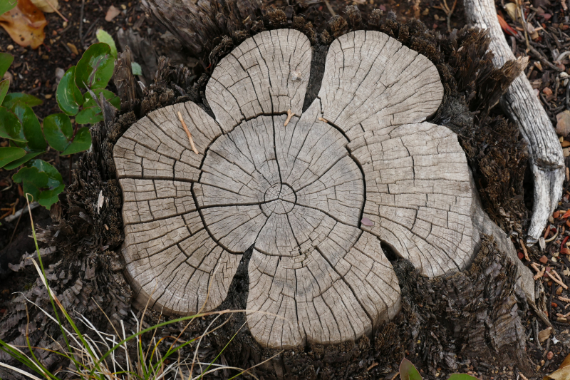 Square Top Loop [Cave Lake State Park - Humboldt National Forest]