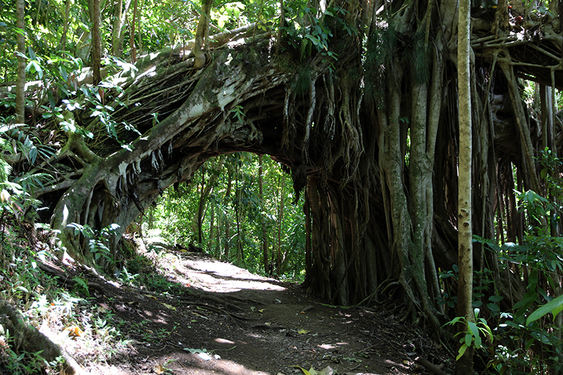 Tantalus Drive - Pu'u Ulaka'a State Park [Oahu - Hawai'i]