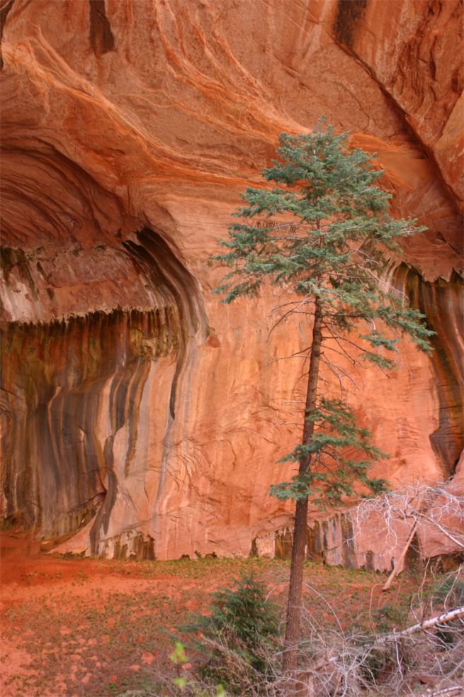 Taylor Creek - Double Arch Alcove