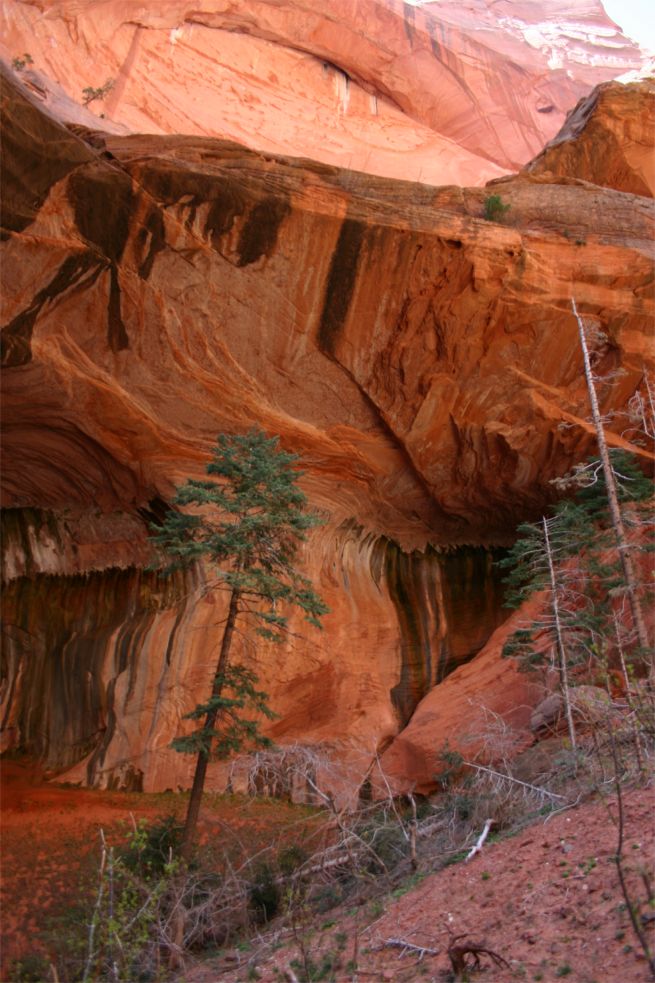 Taylor Creek - Double Arch Alcove