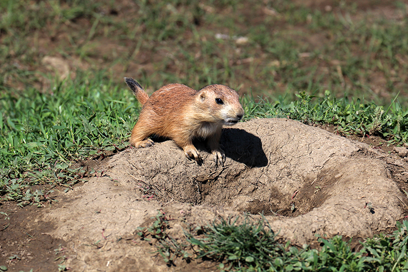 Buckhorn Trail Prairie Dog Town [Theodore Roosevelt National Park - North Unit]