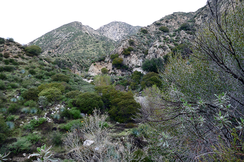 Trail Canyon and Falls [Angeles National Forest]