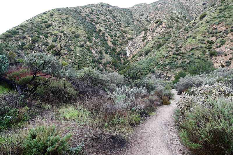 Trail Canyon and Falls [Angeles National Forest]