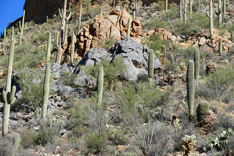 Tucson Mountain Park