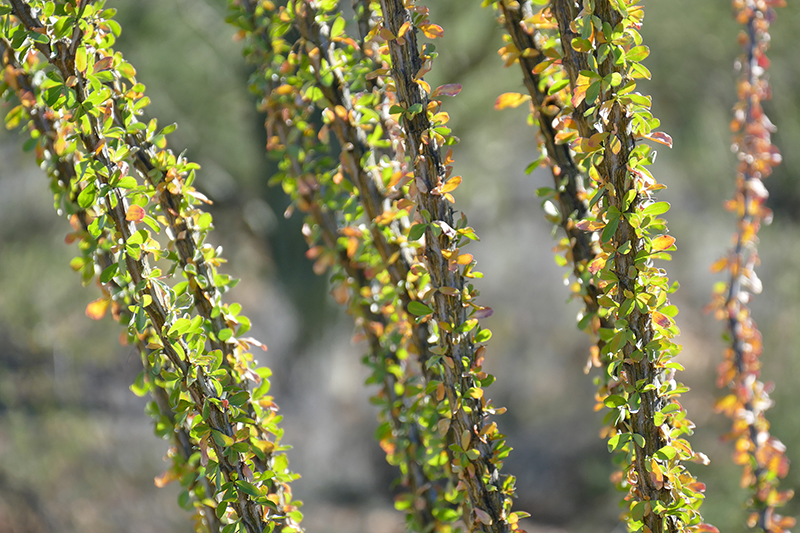 Tucson Mountain Park