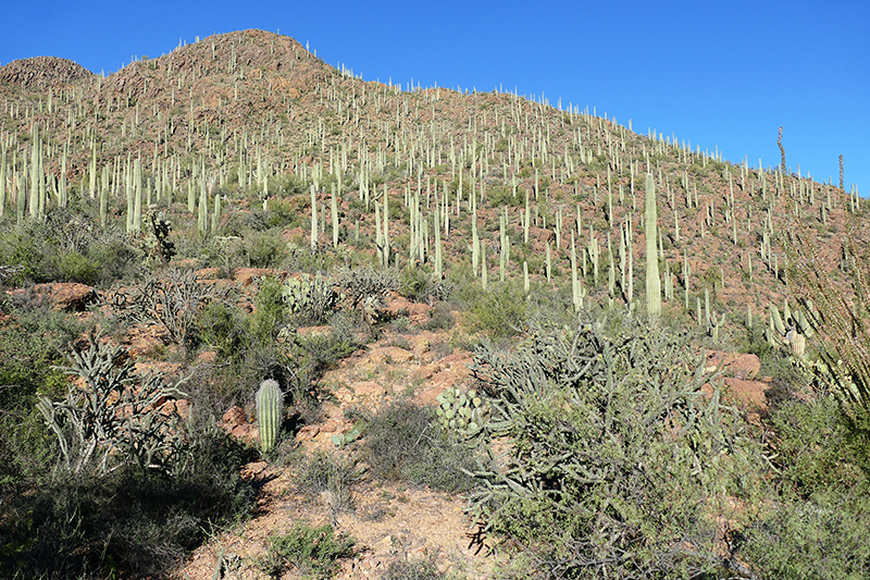 Tucson Mountain Park