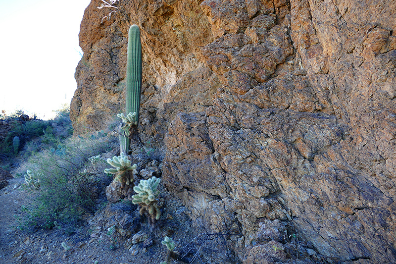 Tucson Mountain Park