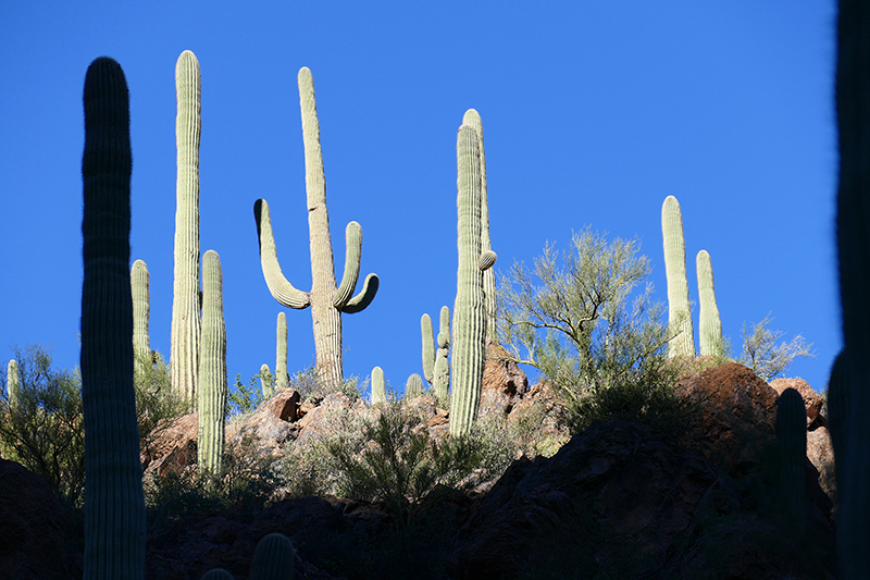 Tucson Mountain Park