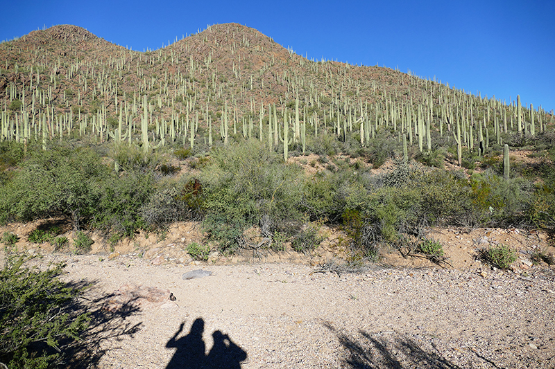 Tucson Mountain Park