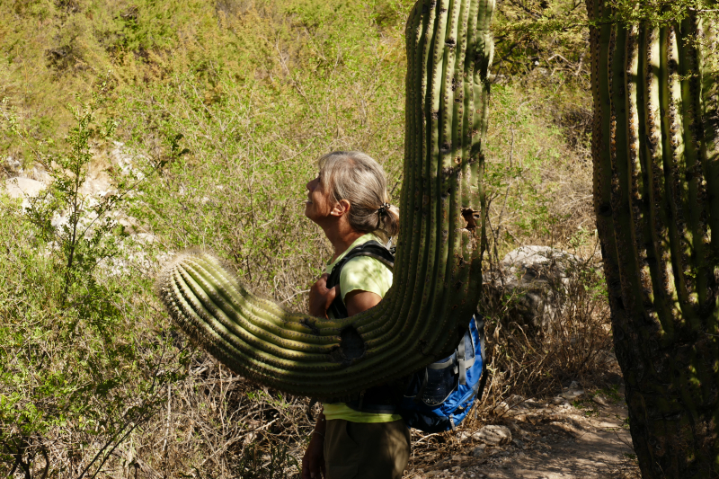 Ventana Canyon Tucson [Coronado National Forest]