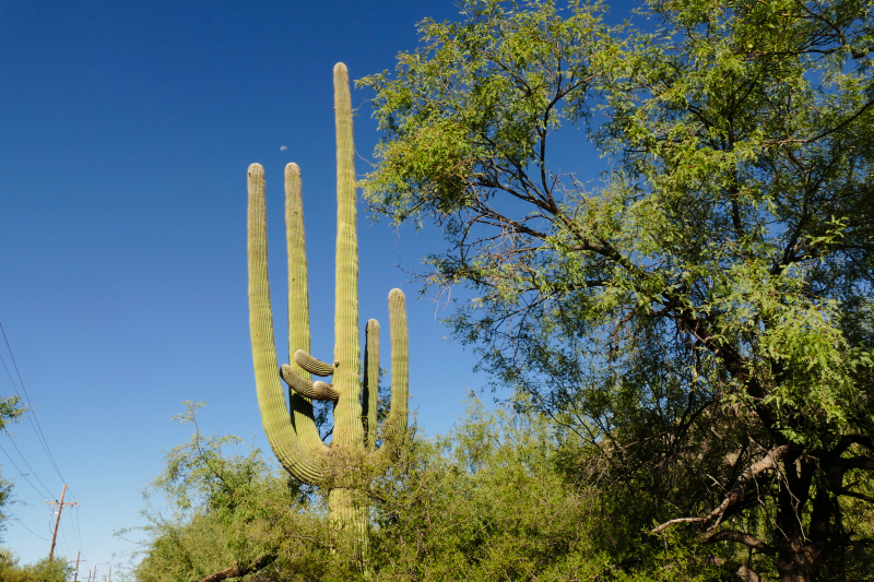 Ventana Canyon Tucson [Coronado National Forest]