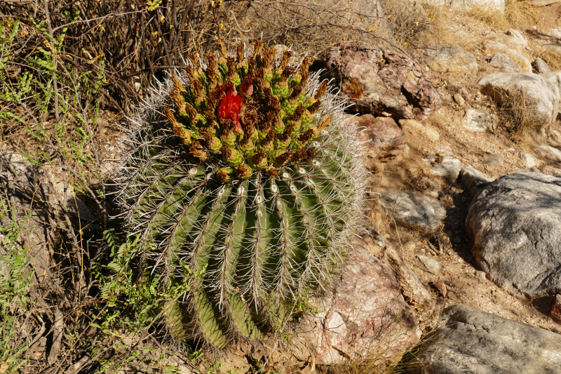 Ventana Canyon Tucson [Coronado National Forest]