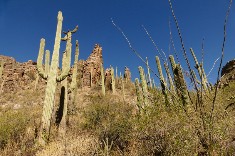 Ventana Canyon Tucson [Coronado National Forest]