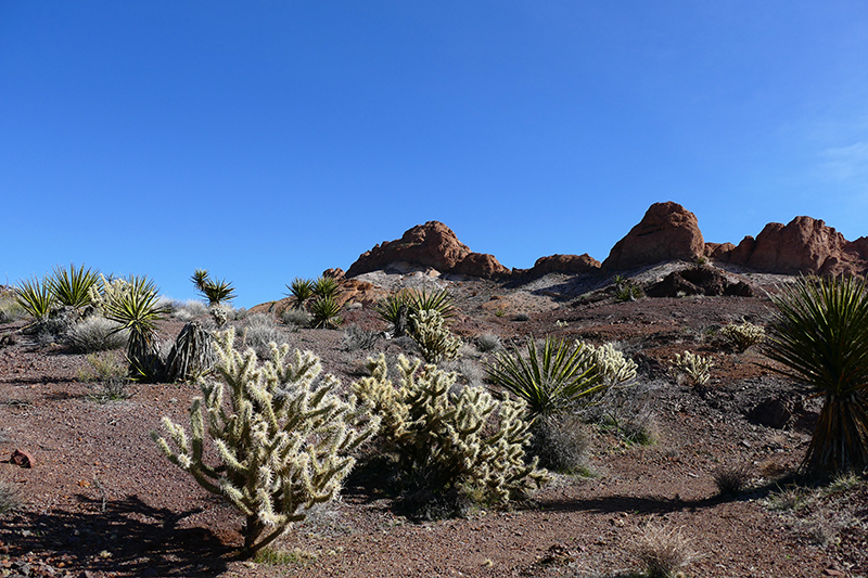 Virlis Fisher Arch [Eldorado Mountains]