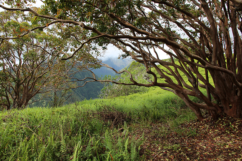 Waihee Ridge [Maui - Hawaii]